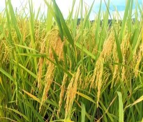 ZʳaI桿Ї룺ʮ塻ZʳaIΰȫcЧĻʯZʳaI-ʮҎ-Ҏ